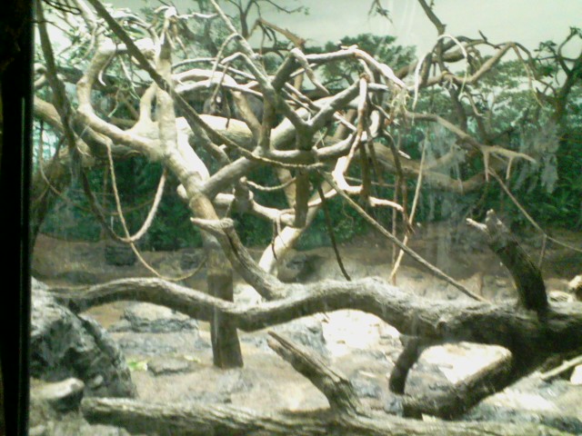 Jungle Trails- Bonobo Bedroom