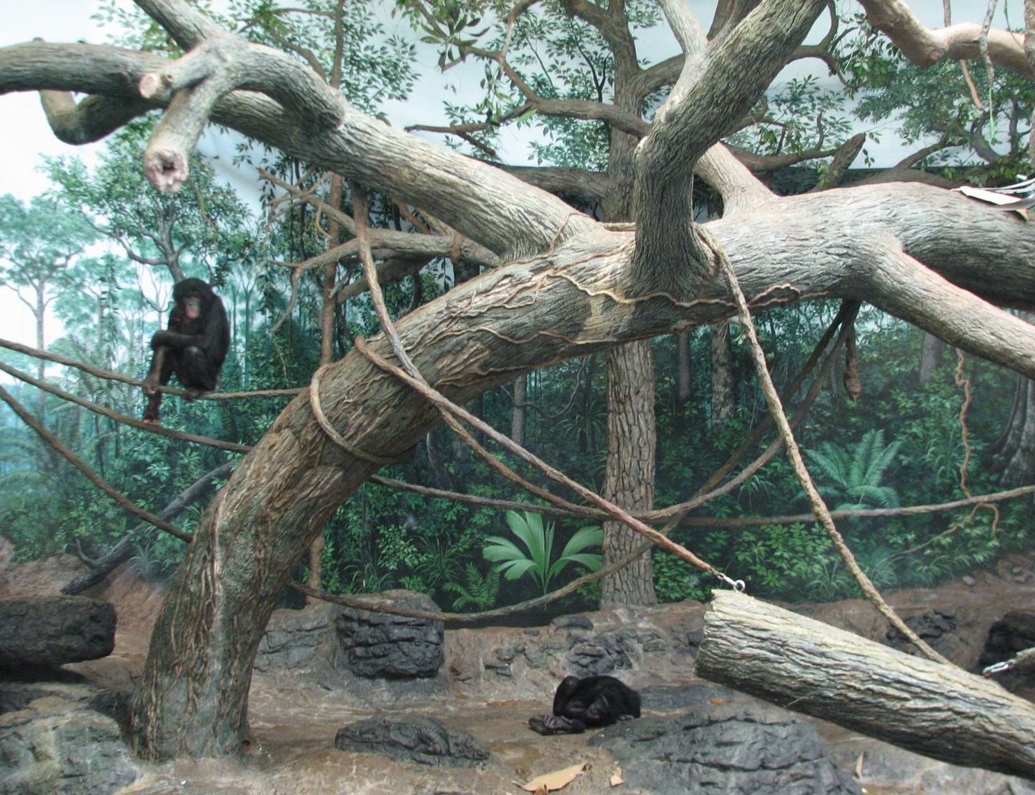 Jungle Trails - Bonobo Bedroom