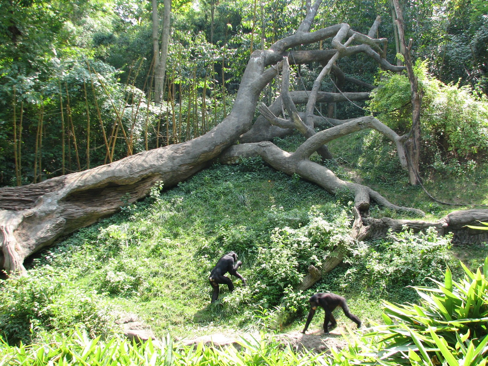 Jungle Trails - Bonobo Exhibit