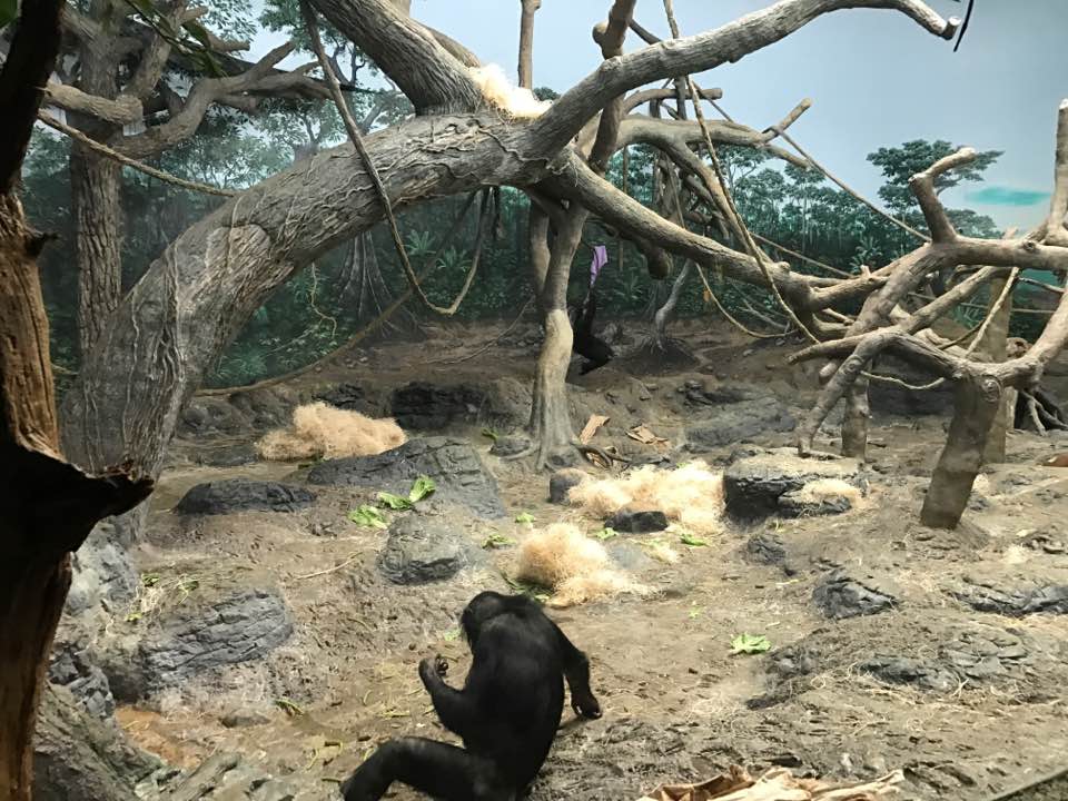 Jungle Trails- Bonobo Indoor