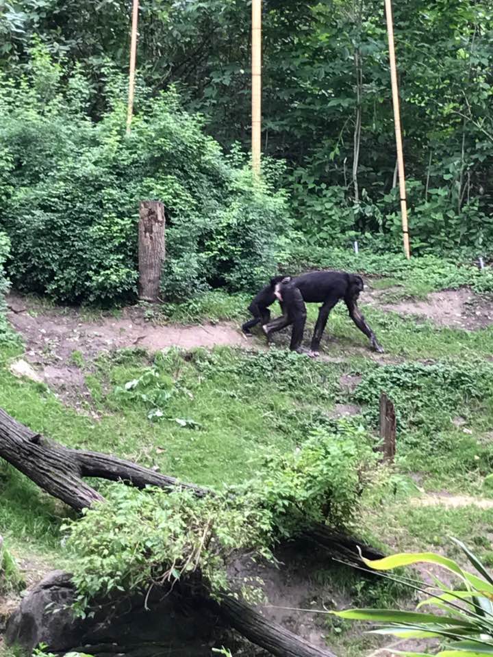 Jungle Trails- Bonobo