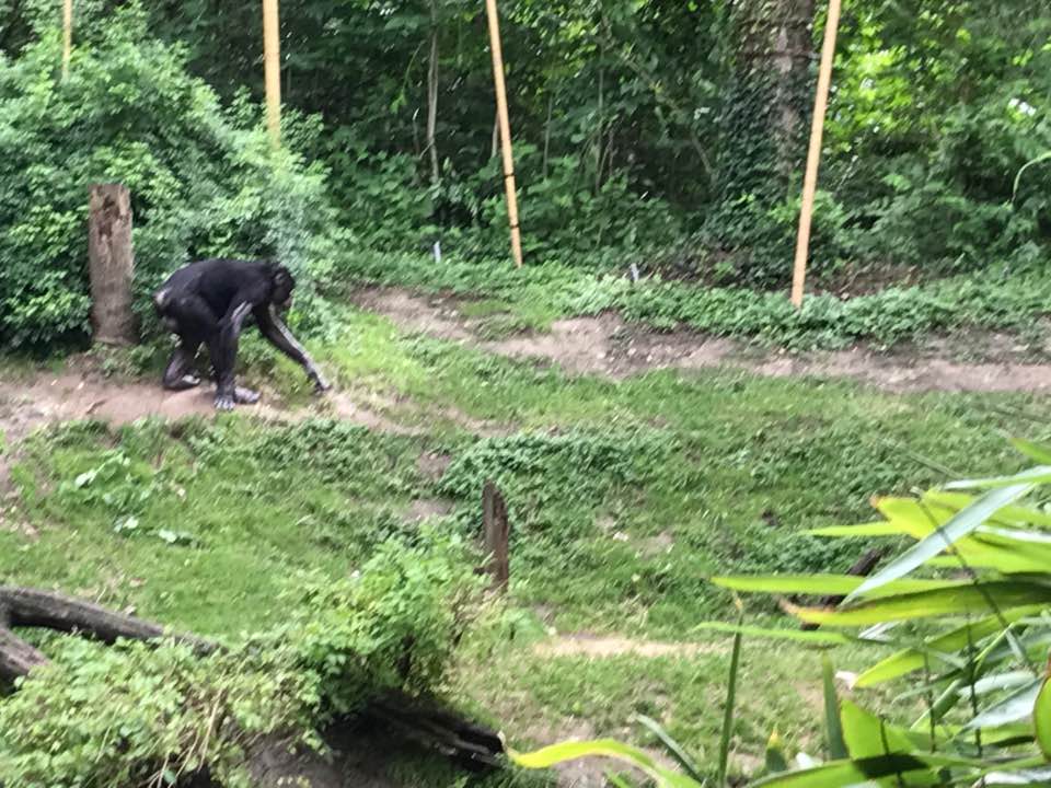 Jungle Trails- Bonobo