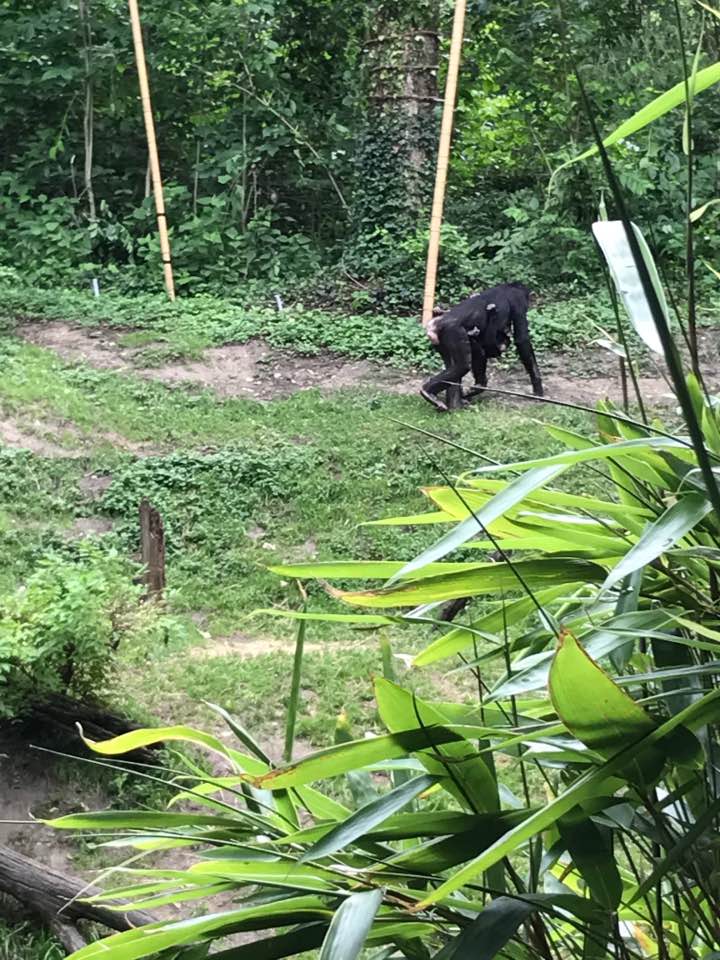 Jungle Trails- Bonobo