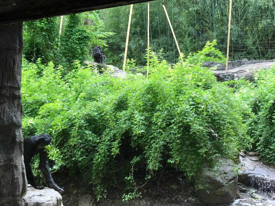 Jungle Trails- Bonobo