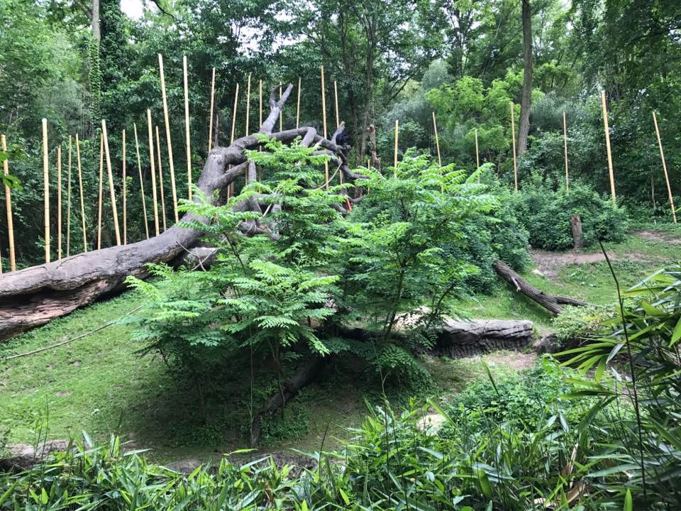 Jungle Trails- Bonobo