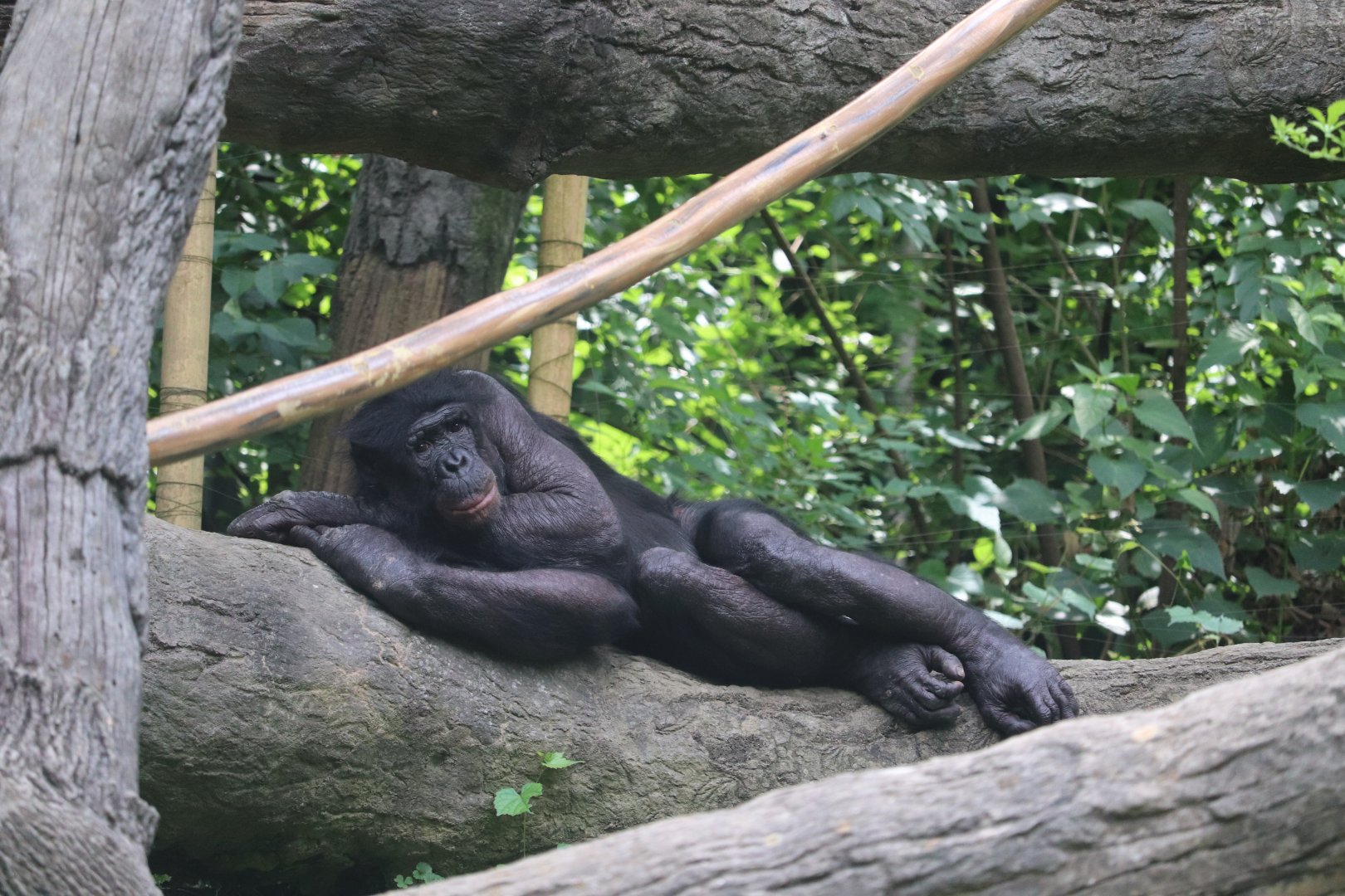 Jungle Trails - Bonobo