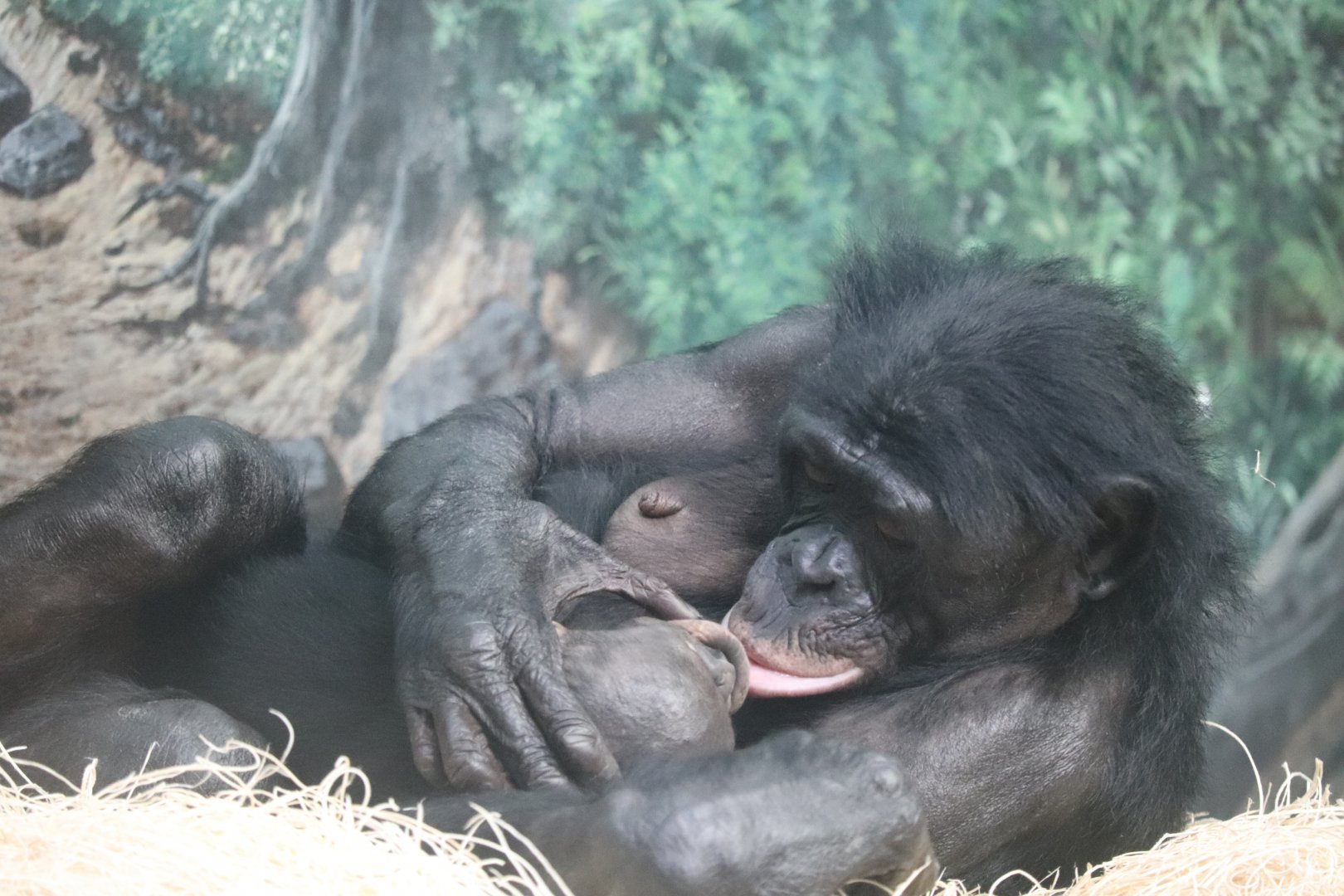 Jungle Trails - Bonobo