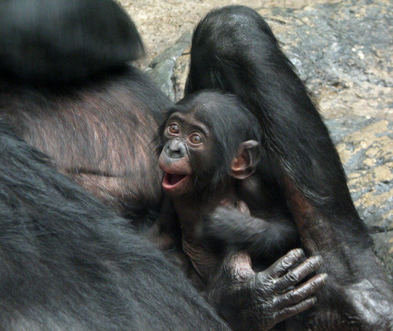 Jungle Trails - Bonobos