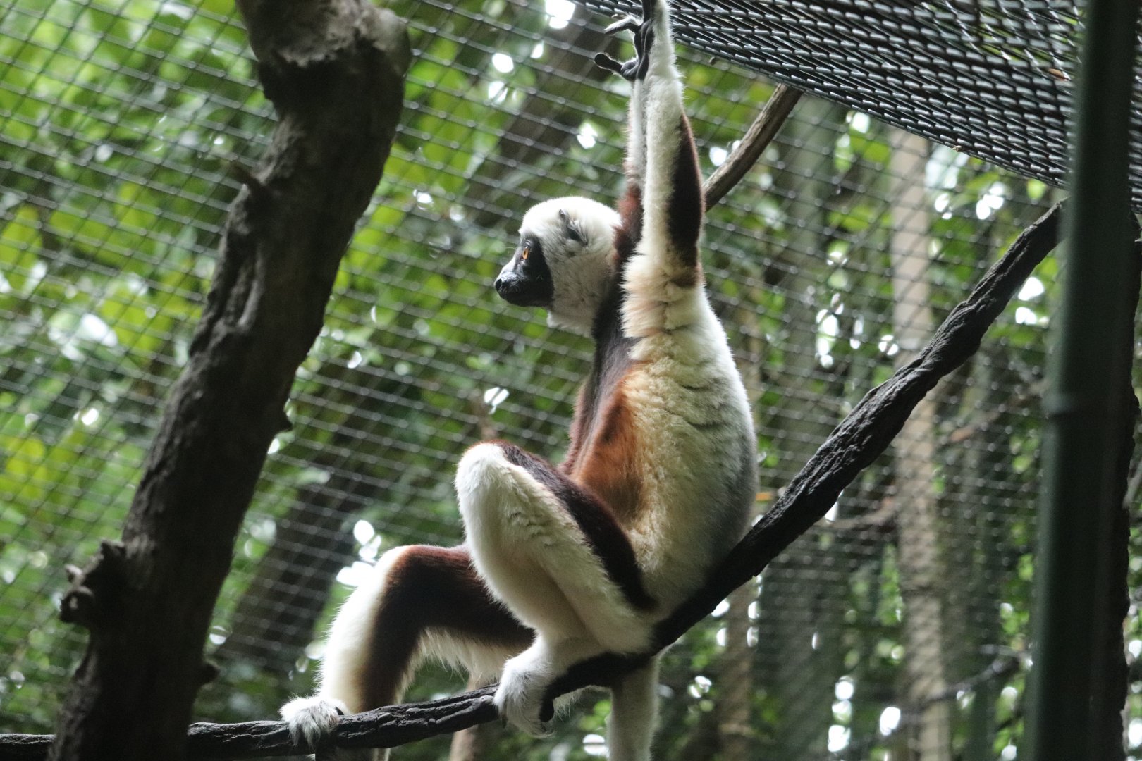 Jungle Trails - Coquerel’s Sifaka