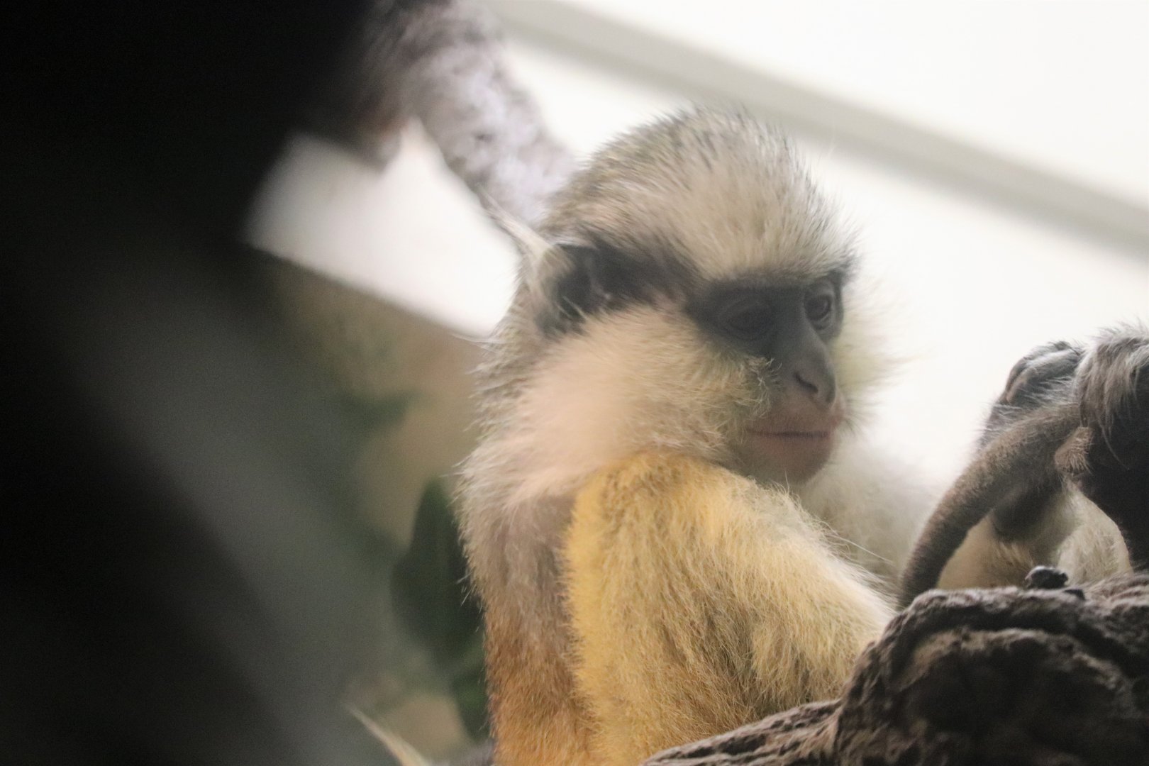 Jungle Trails - Gray Crowned Guenon