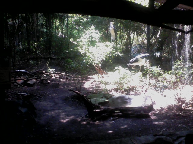Jungle Trails- Lesser Adjutant Stork aviary