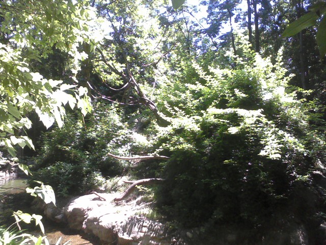 Jungle Trails- Muellers Gibbon Exhibit
