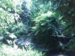 Jungle Trails- Mueller's Gibbon island