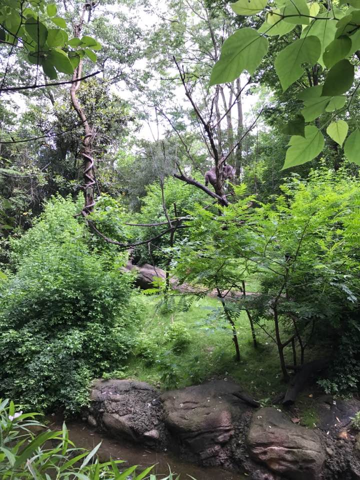 Jungle Trails- Mueller's Gibbon