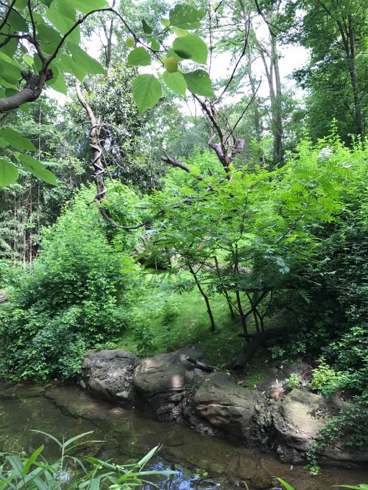 Jungle Trails- Mueller's Gibbon