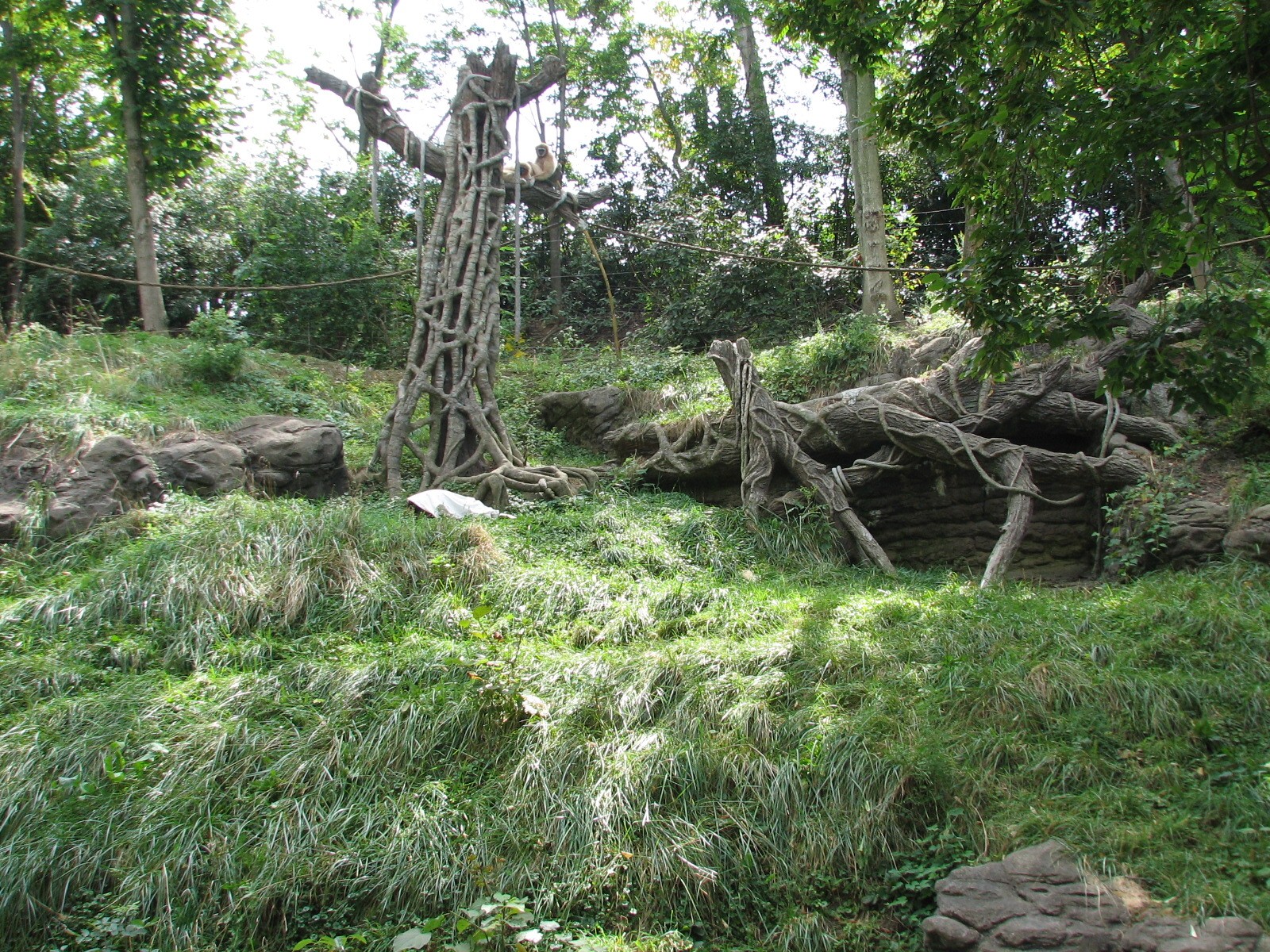 Jungle Trails - Orangutan and Gibbon Exhibit