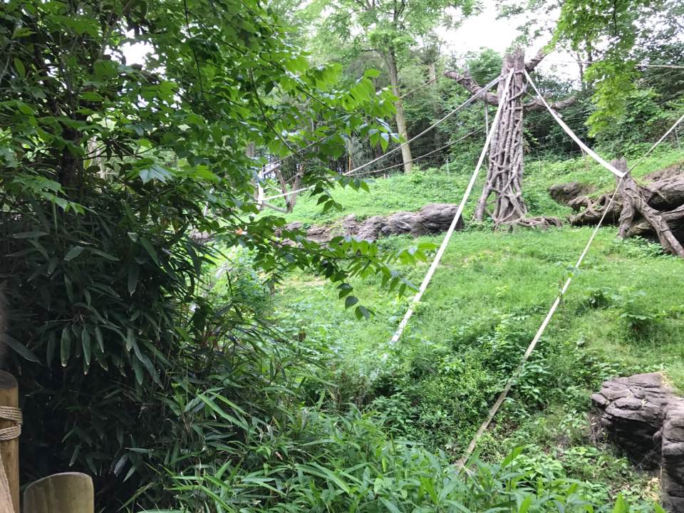 Jungle Trails- Orangutan