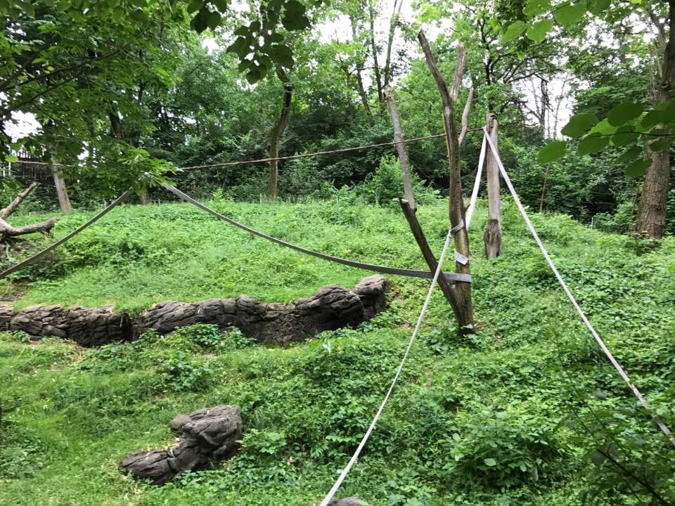 Jungle Trails- Orangutan