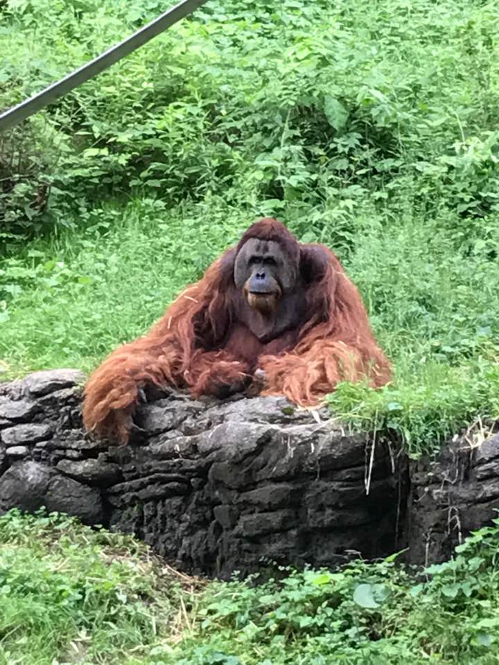 Jungle Trails- Orangutan