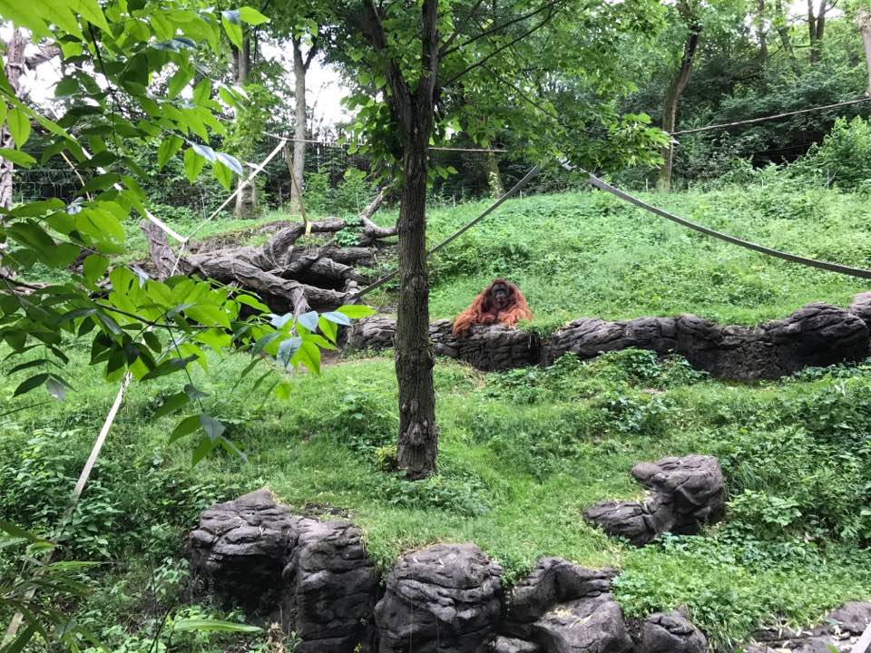 Jungle Trails- Orangutan