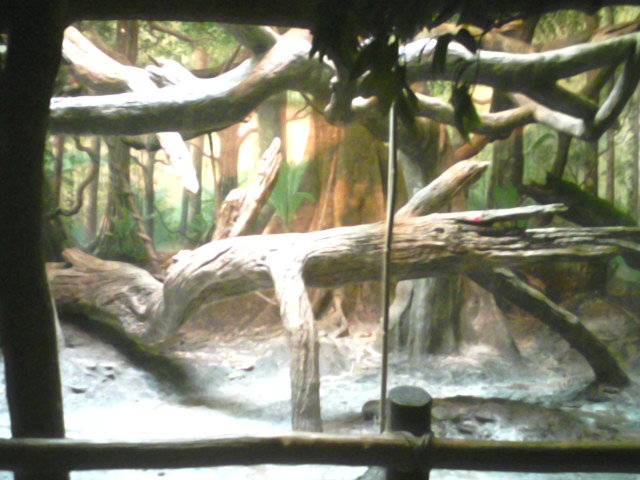 Jungle Trails- Part of Diana Monkey Exhibit