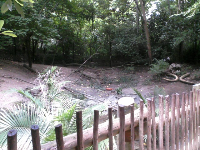 Jungle Trails- Part of Mixed Species exhibit