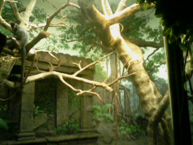 Jungle Trails- Part of Rotation exhibit