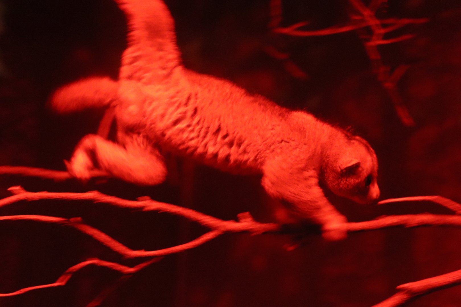 Jungle Trails - Potto