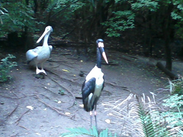 Jungle Trails- Saddle-billed Stork and Pink-backed Pelican