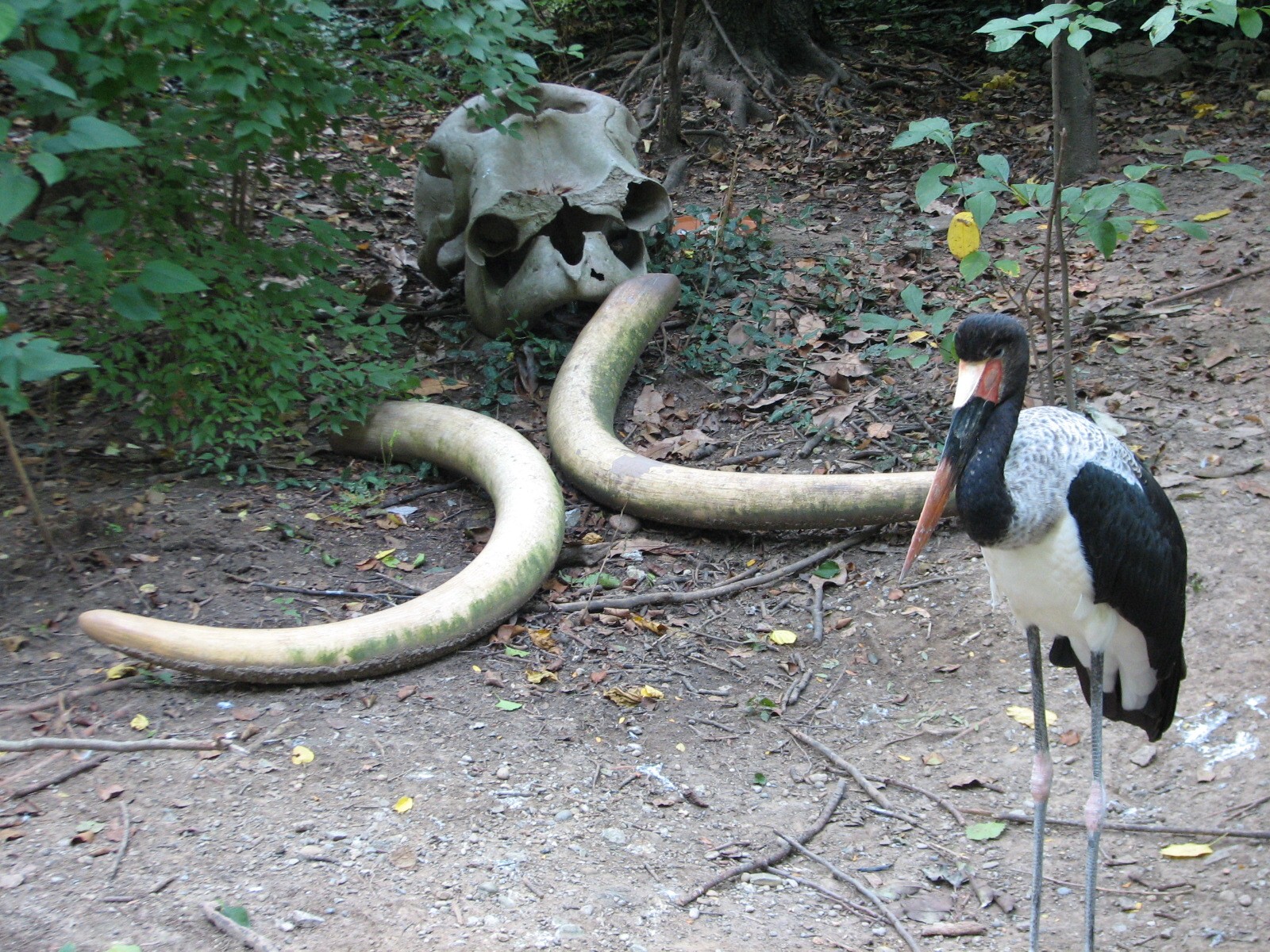 Jungle Trails - Saddle-Billed Stork