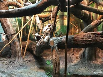 Jungle Trails- Sifaka