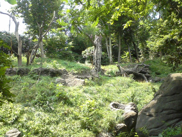 Jungle Trails- Sumatran Orangutan exhibit