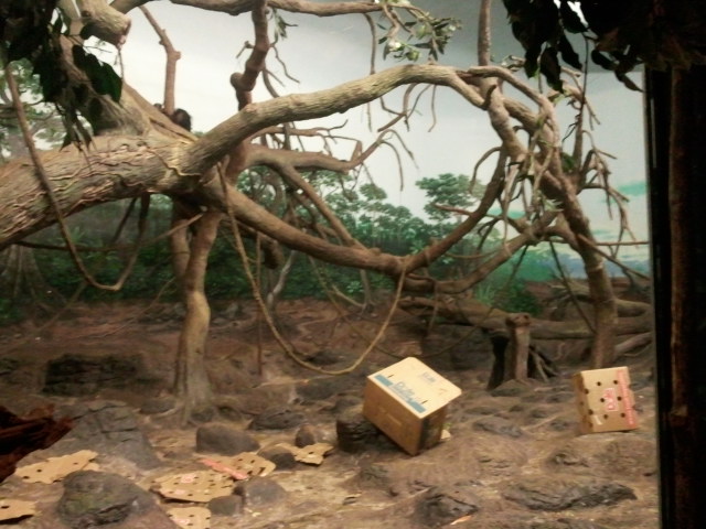 Jungle Trails-Tropical African Animals-Bonobo Bedroom