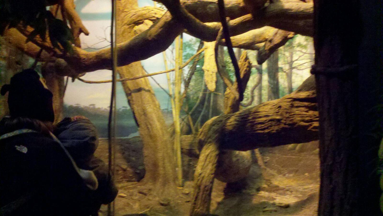 Jungle Trails-Tropical African Animals-Coquerel's Sifaka exhibit