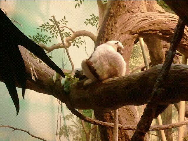 Jungle Trails-Tropical African Animals-Coquerel's Sifakas-Wilhelmina with B