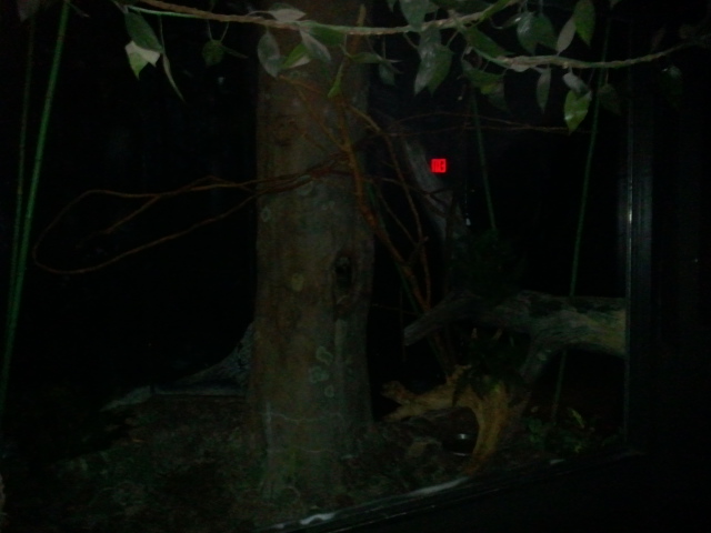 Jungle Trails-Tropical African Animals-Large-spotted Genet exhibit