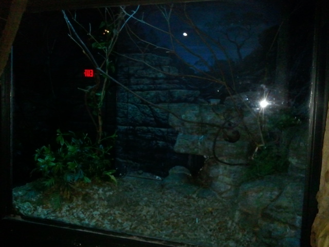 Jungle Trails-Tropical African Animals-Potto Exhibit