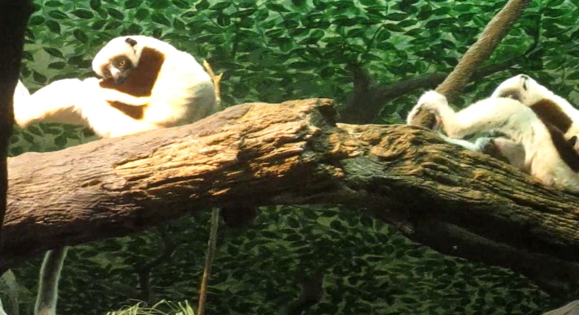 Jungle Trails-Tropical African Animals-Rinaldo + Wilhelmina