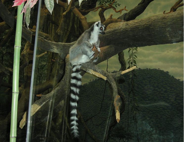 Jungle Trails-Tropical African Animals-Ring-tailed Lemur