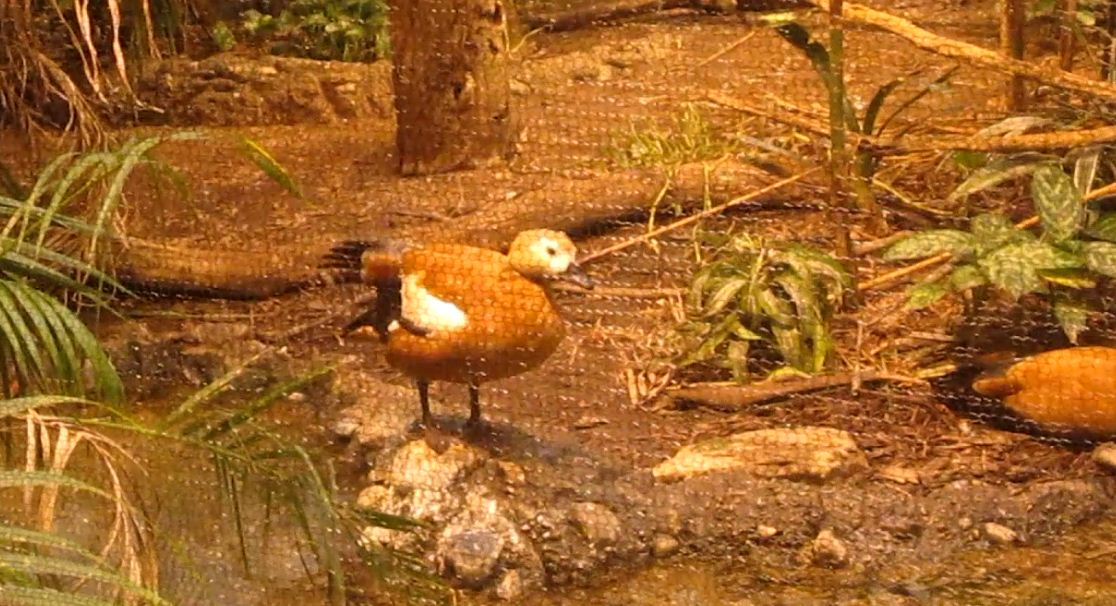 Jungle Trails-Tropical African Animals-Ruddy Shelduck