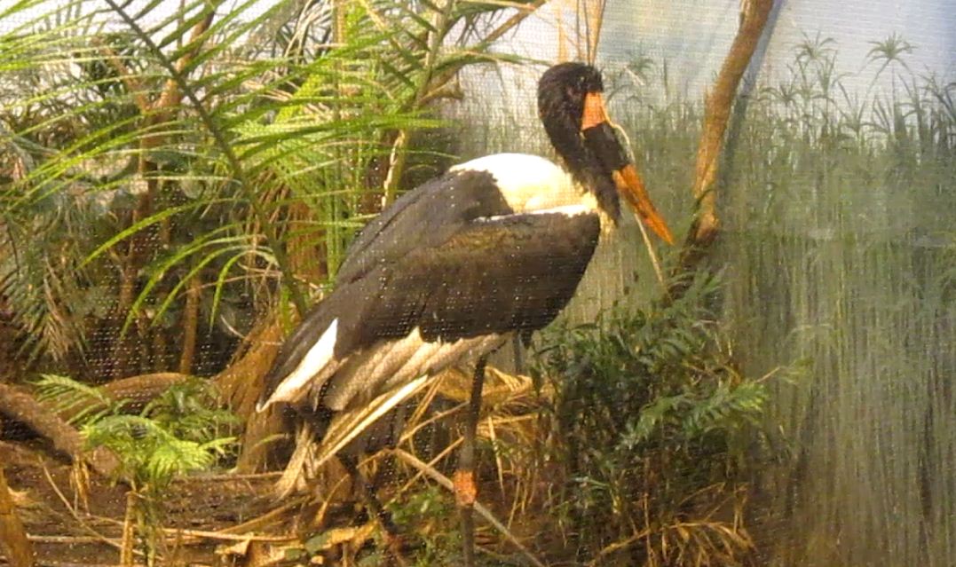 Jungle Trails-Tropical African Animals-Saddle-billed Stork