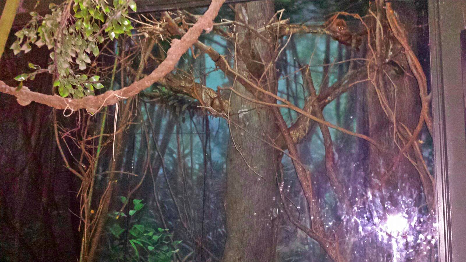 Jungle Trails - Tropical African Animals