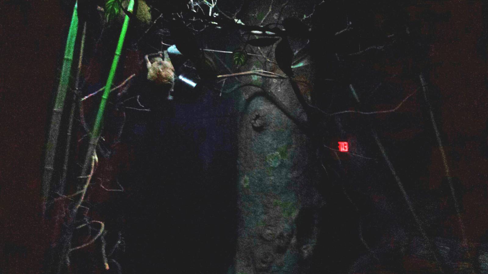 Jungle Trails - Tropical African Animals