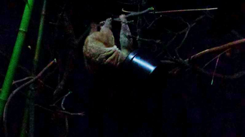 Jungle Trails - Tropical African Animals