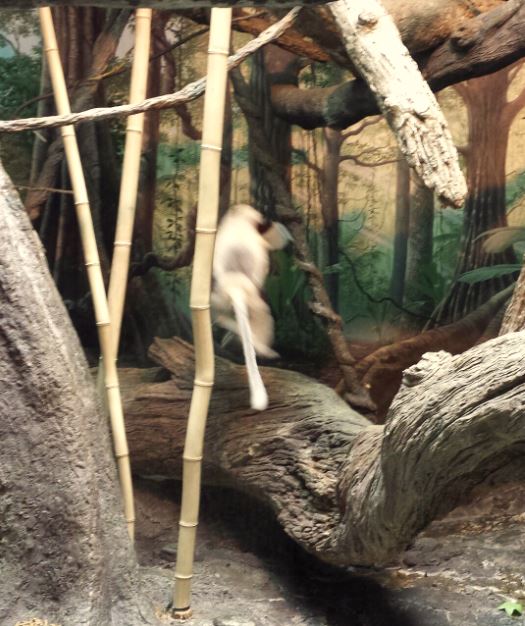 Jungle Trails - Tropical African Animals