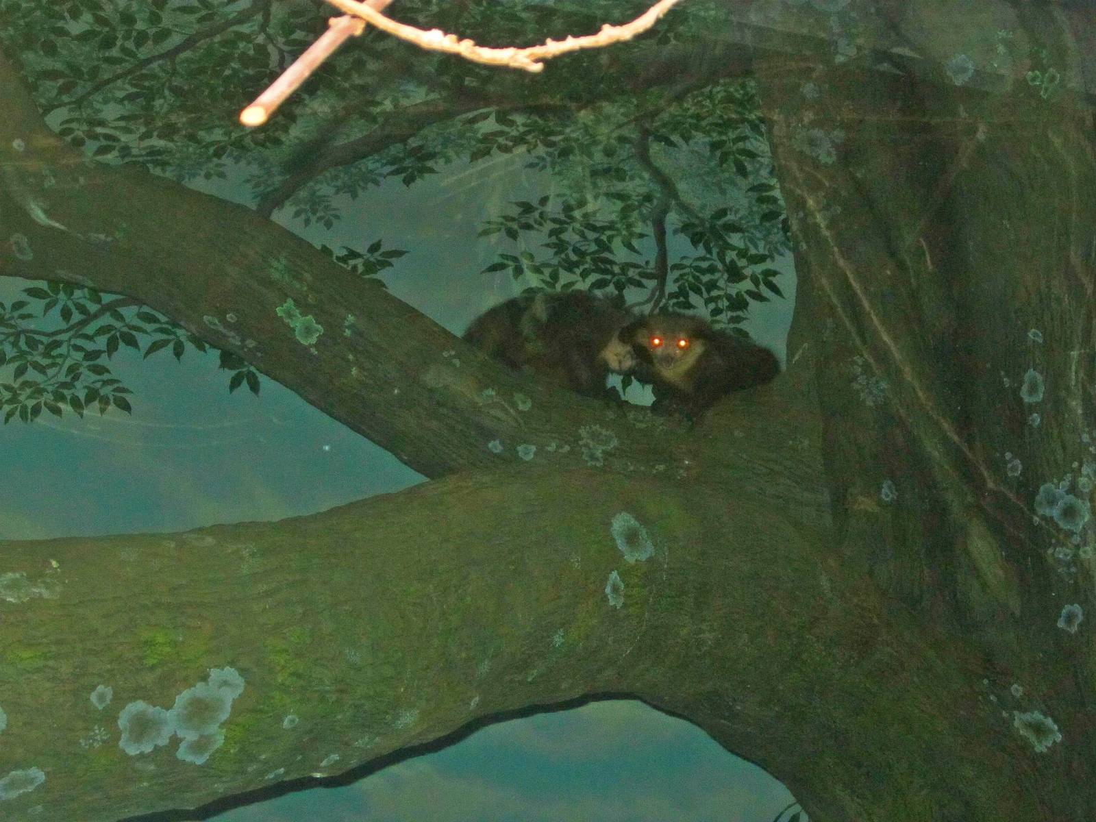 Jungle Trails - Tropical African Animals