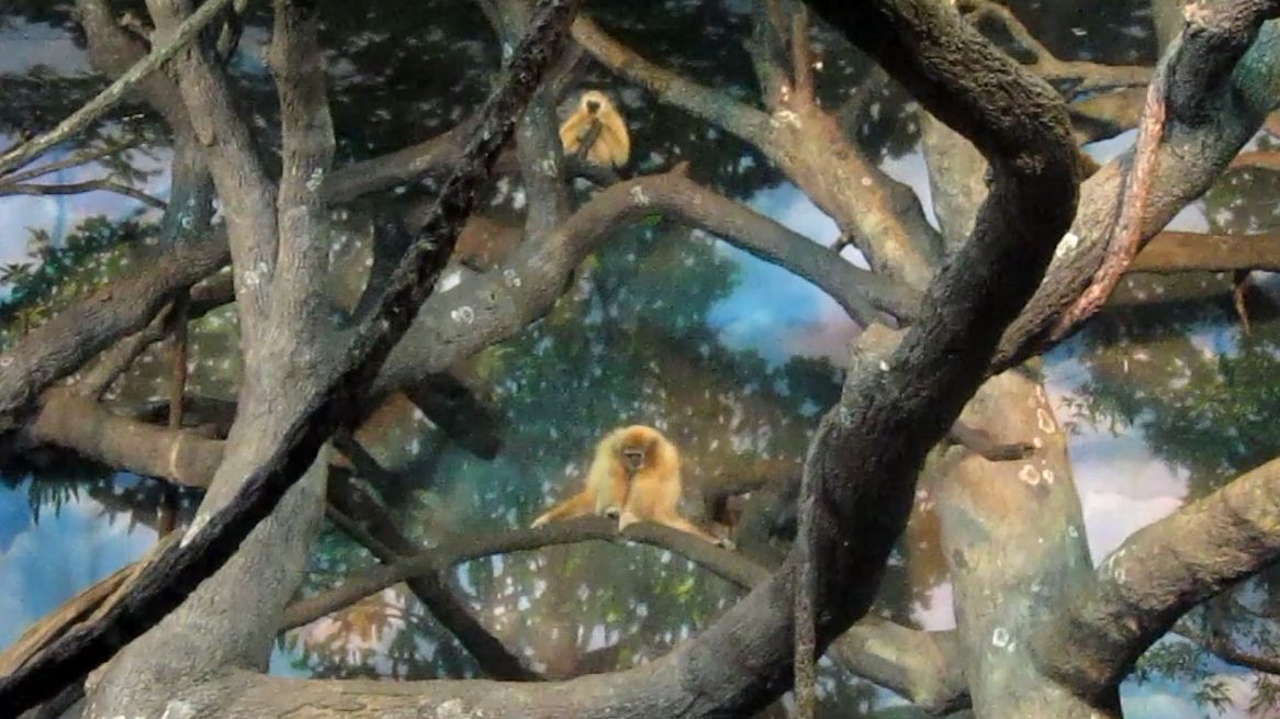 Jungle Trails-Tropical Asian Animals-White-handed Gibbons