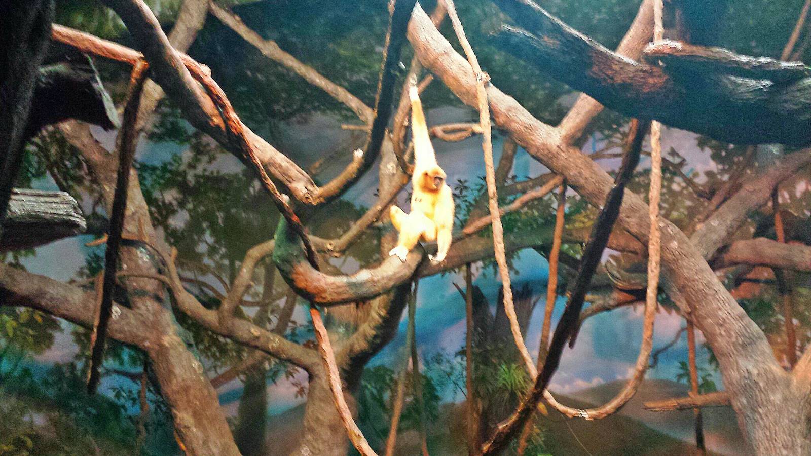 Jungle Trails - Tropical Asian Animals