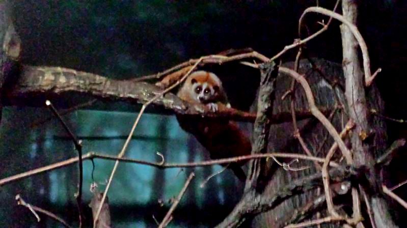 Jungle Trails - Tropical Asian Animals