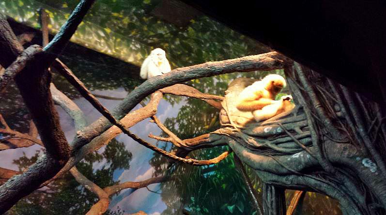 Jungle Trails - Tropical Asian Animals